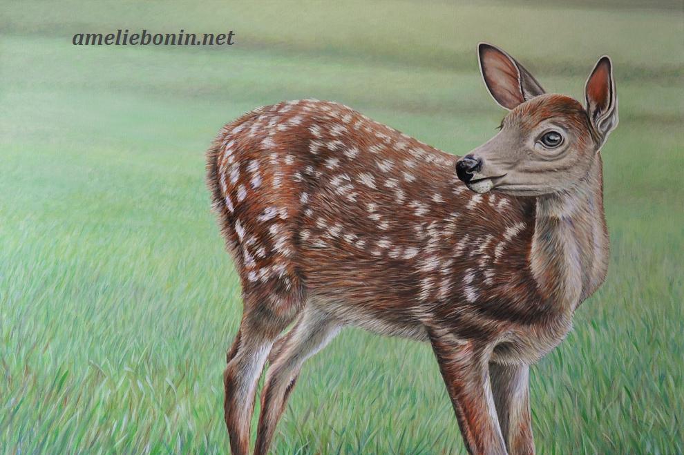 Jeune cerf de Virginie (Bambi)